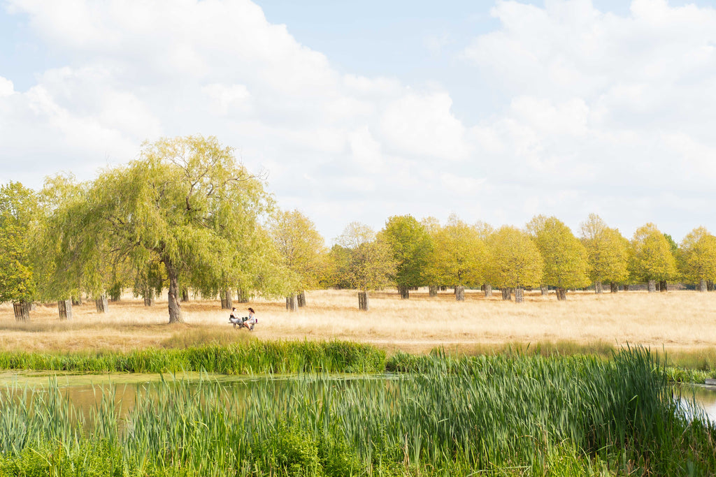 Landscape with trees, a pond, and a clear sky