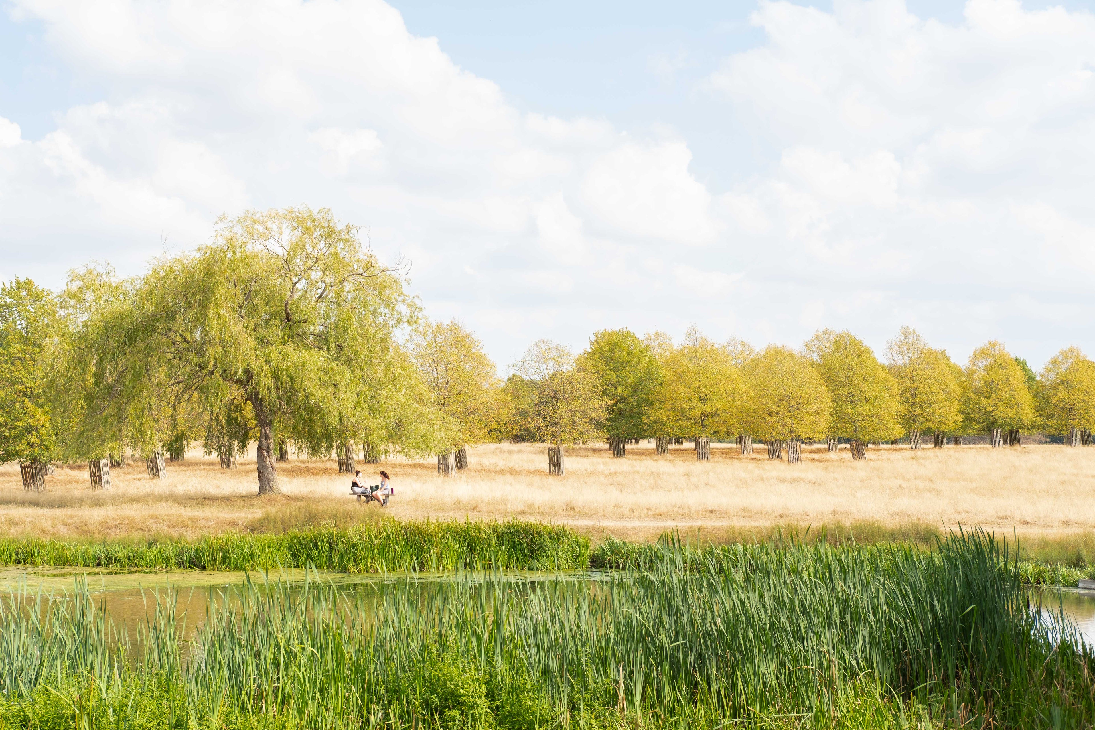 Landscape with trees, a pond, and a clear sky