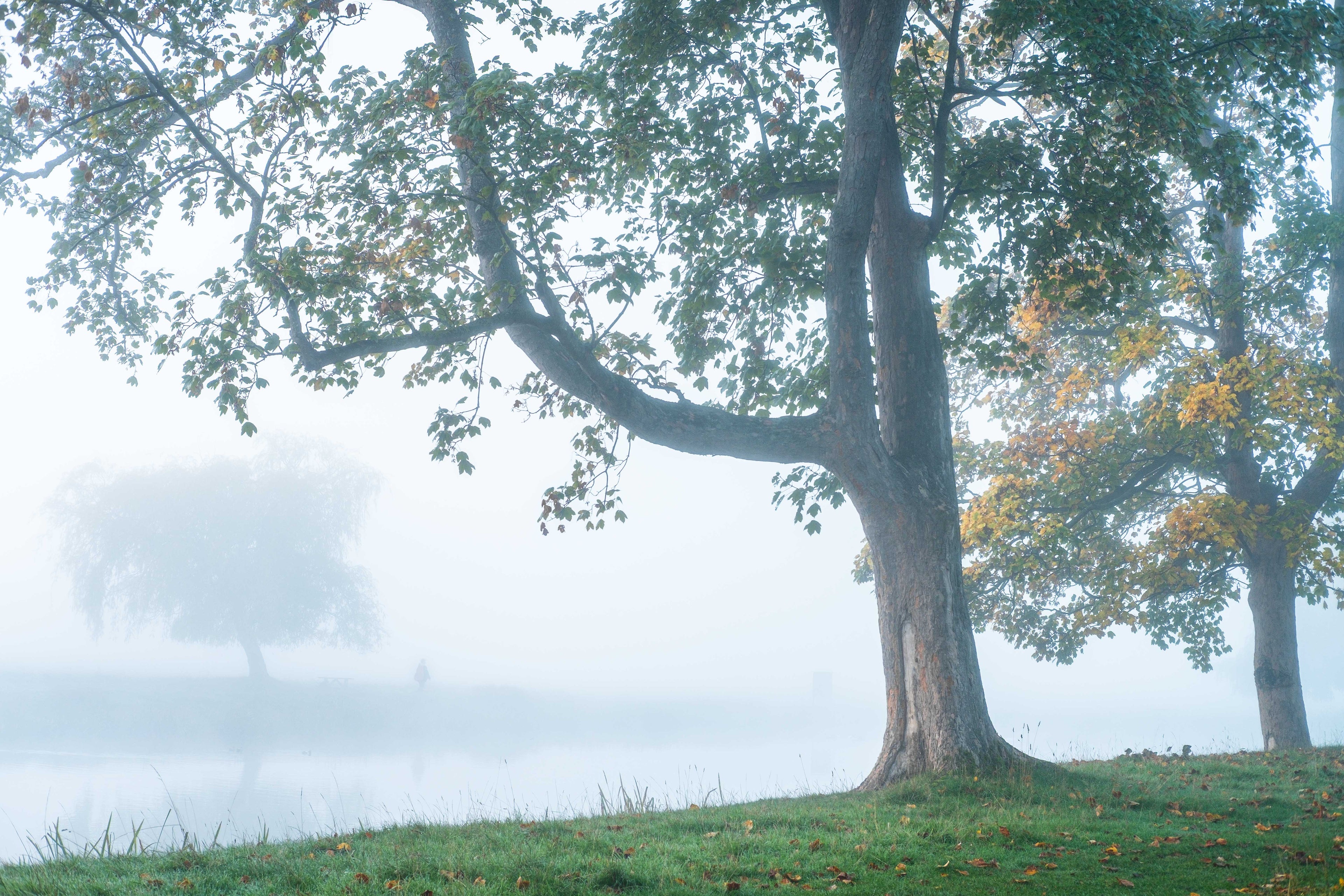 Misty, autumn scene by a lake. Trees with colourful leaves, a person walks in the distance.