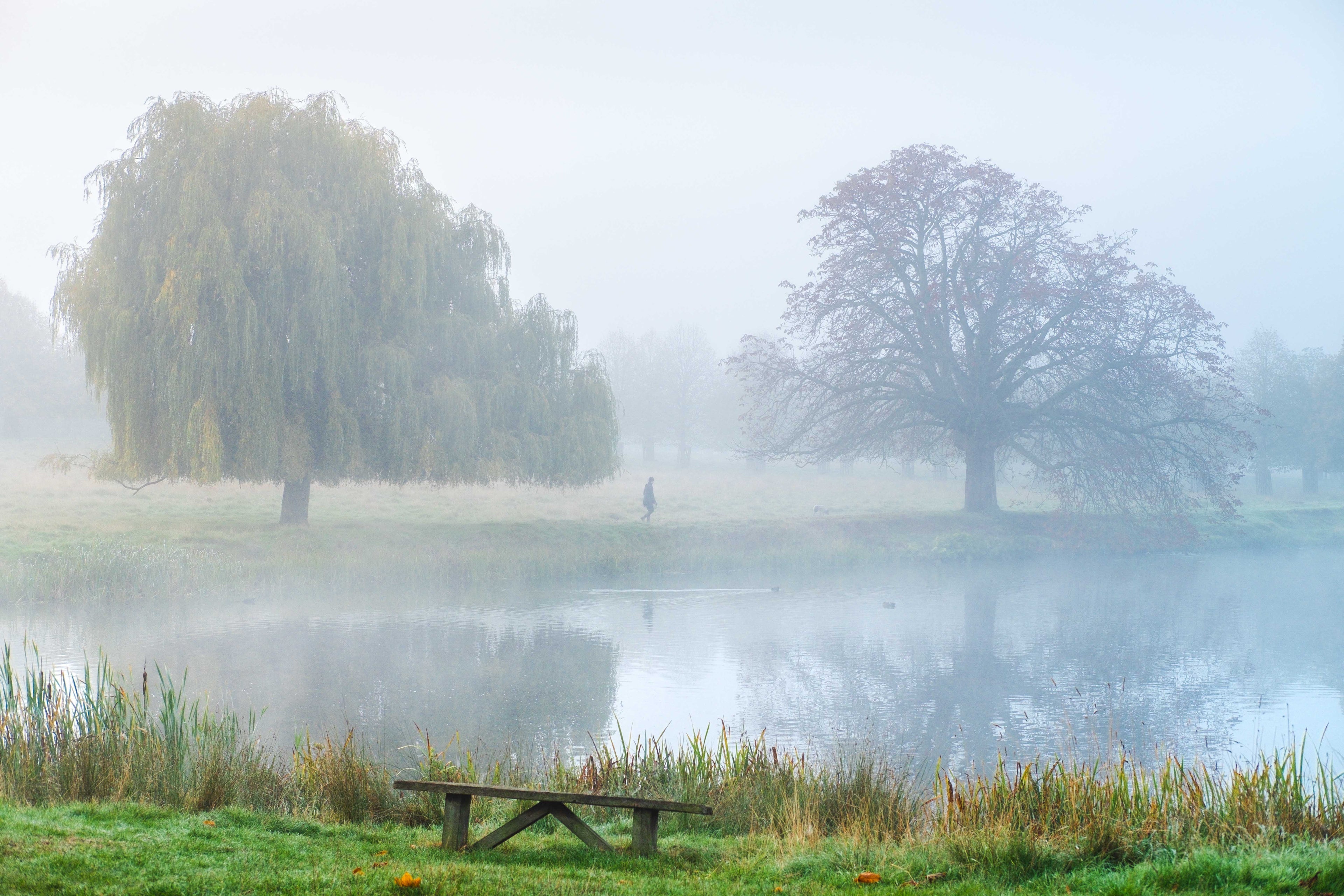 Cold autumn morning, mist covering the lake, a person walks between two large, looming trees.