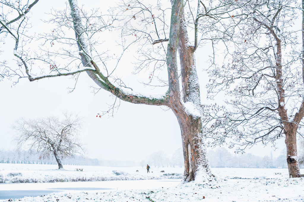 Snowy landscape with bare trees and a person walking in the distance.