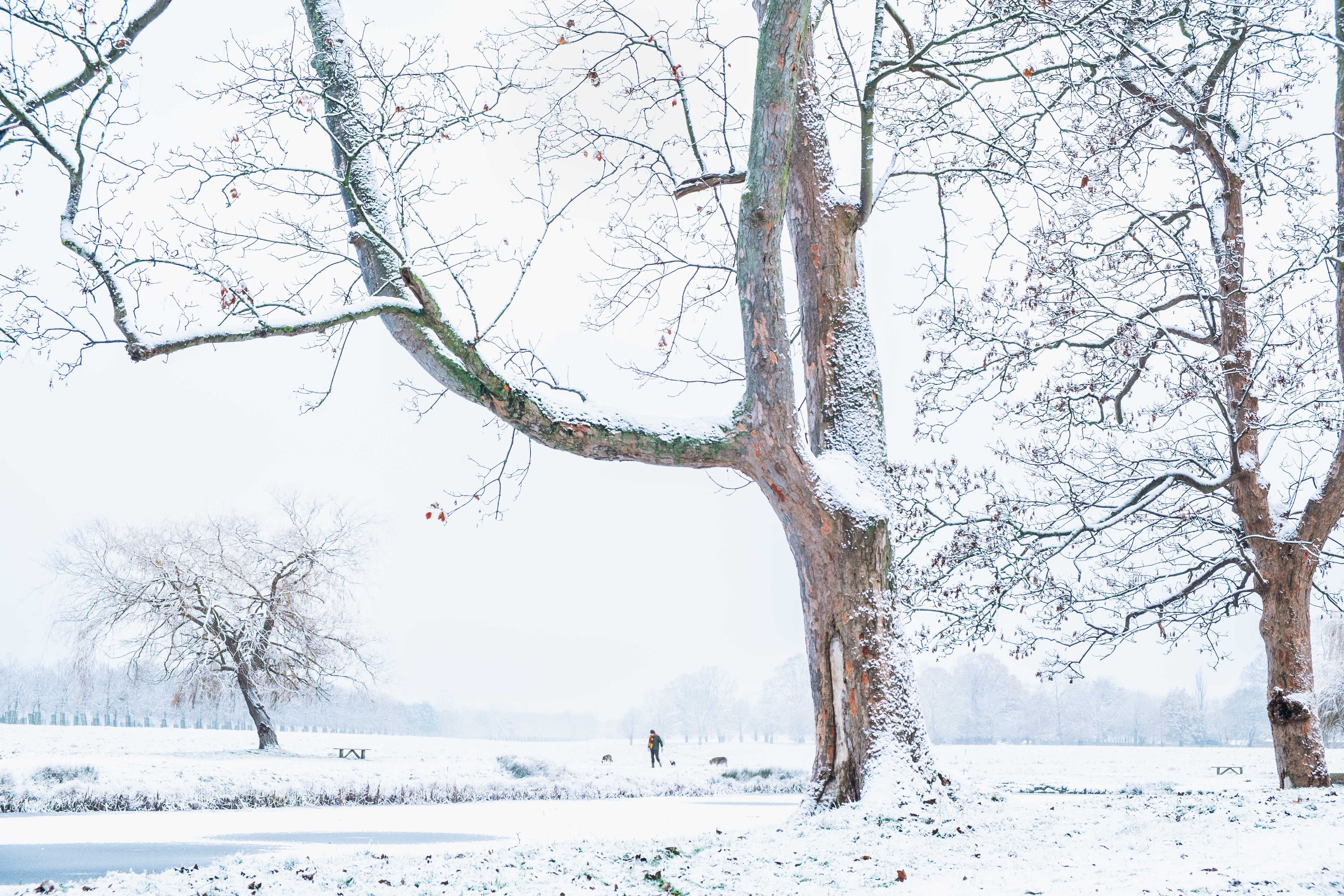 Snowy landscape with bare trees and a person walking in the distance.