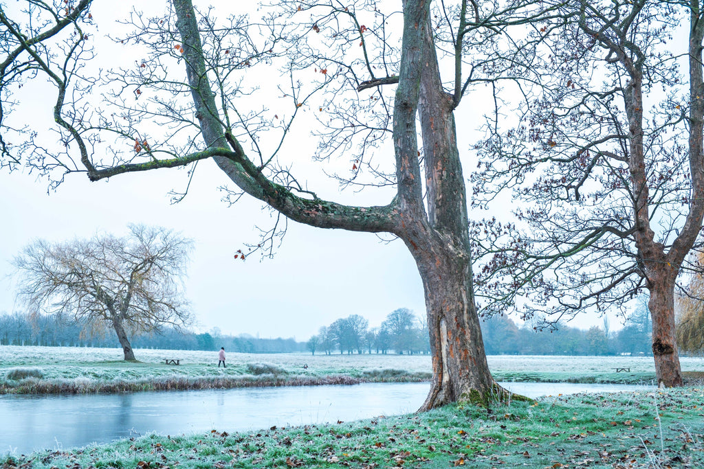 Frozen morning by a lake. Trees framing the scene, a person walking under them.