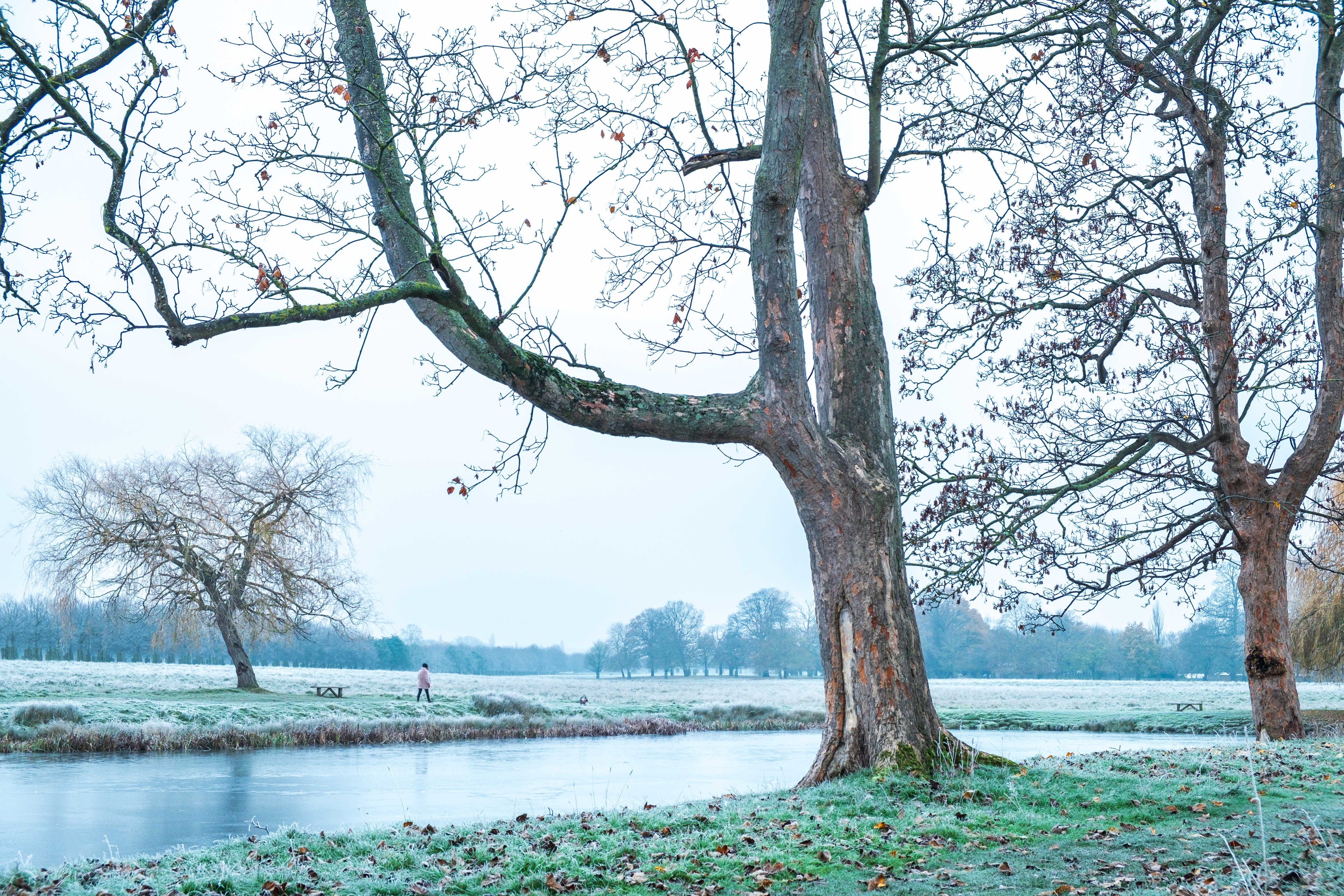 Frozen morning by a lake. Trees framing the scene, a person walking under them.