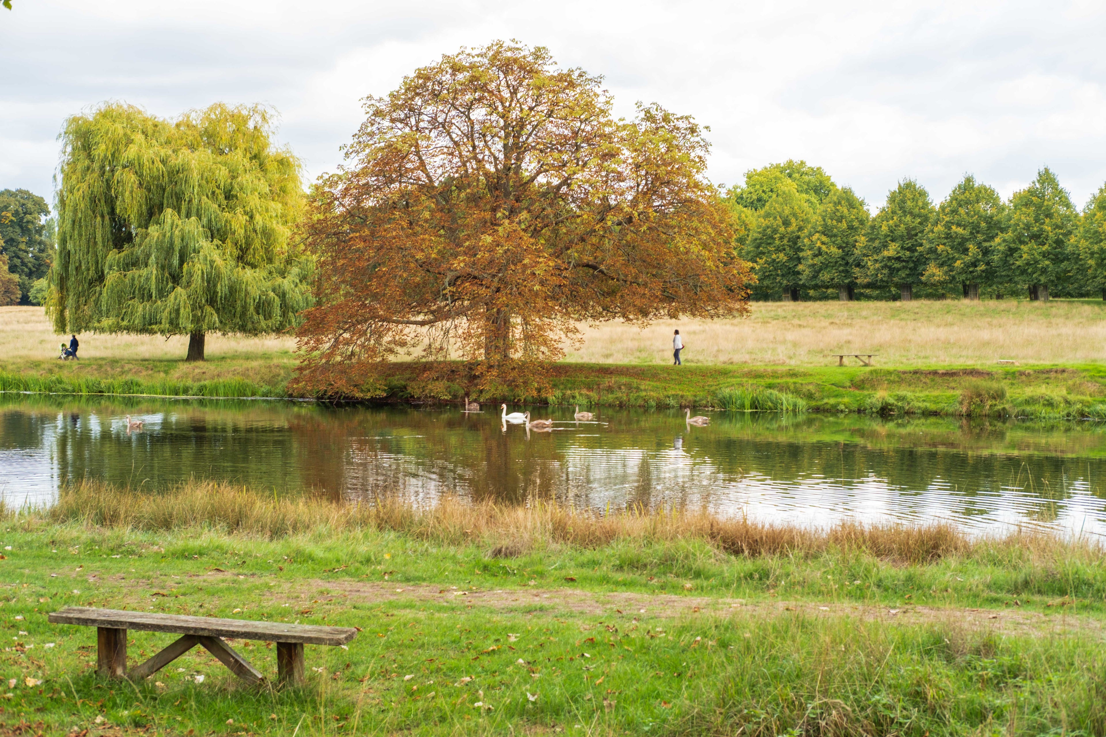 Late summer scene with dried leaves. A lake with swans in the center, old bench in the foreground, and large trees in the distance.