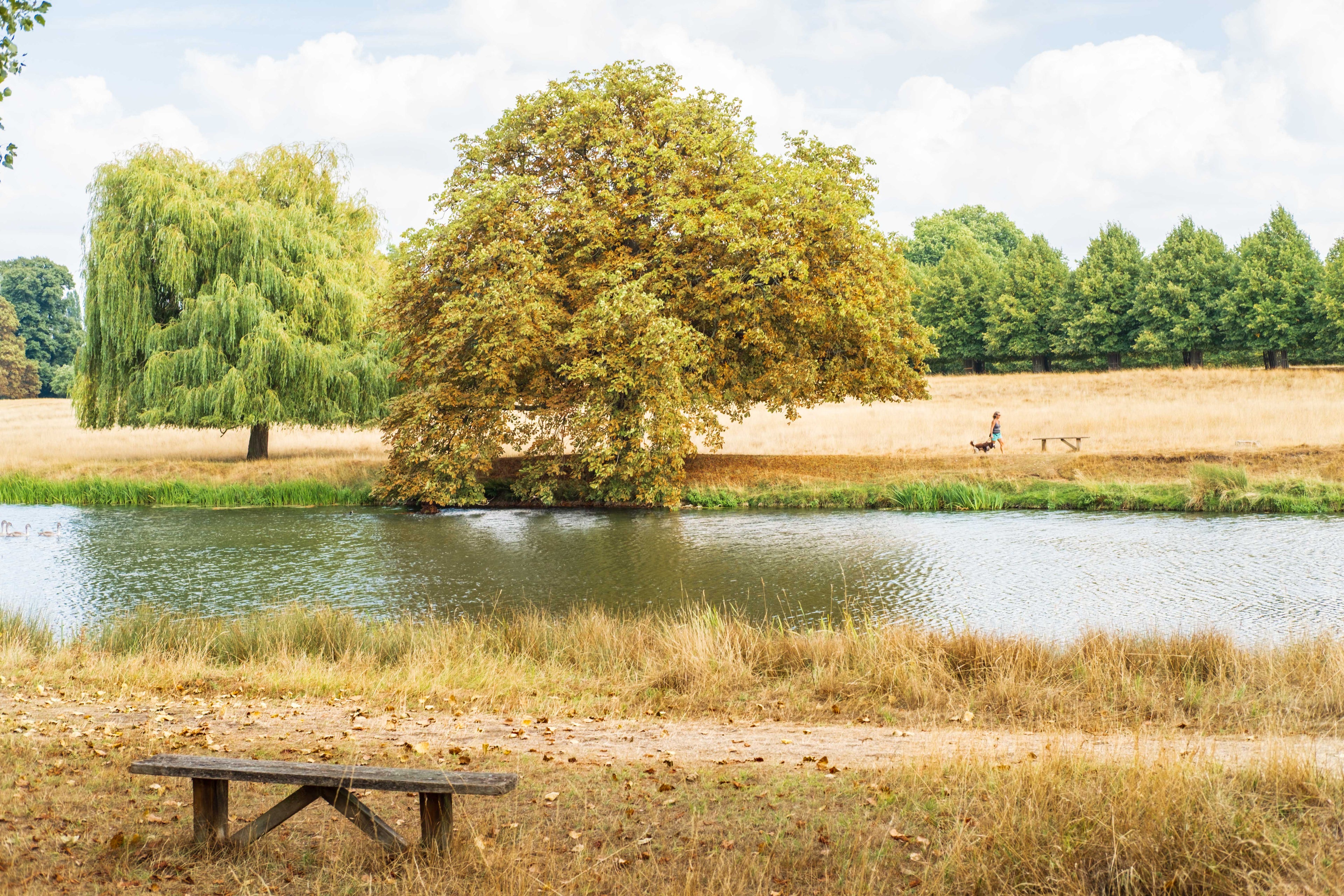 Pond with a wooden bench and trees in a park setting