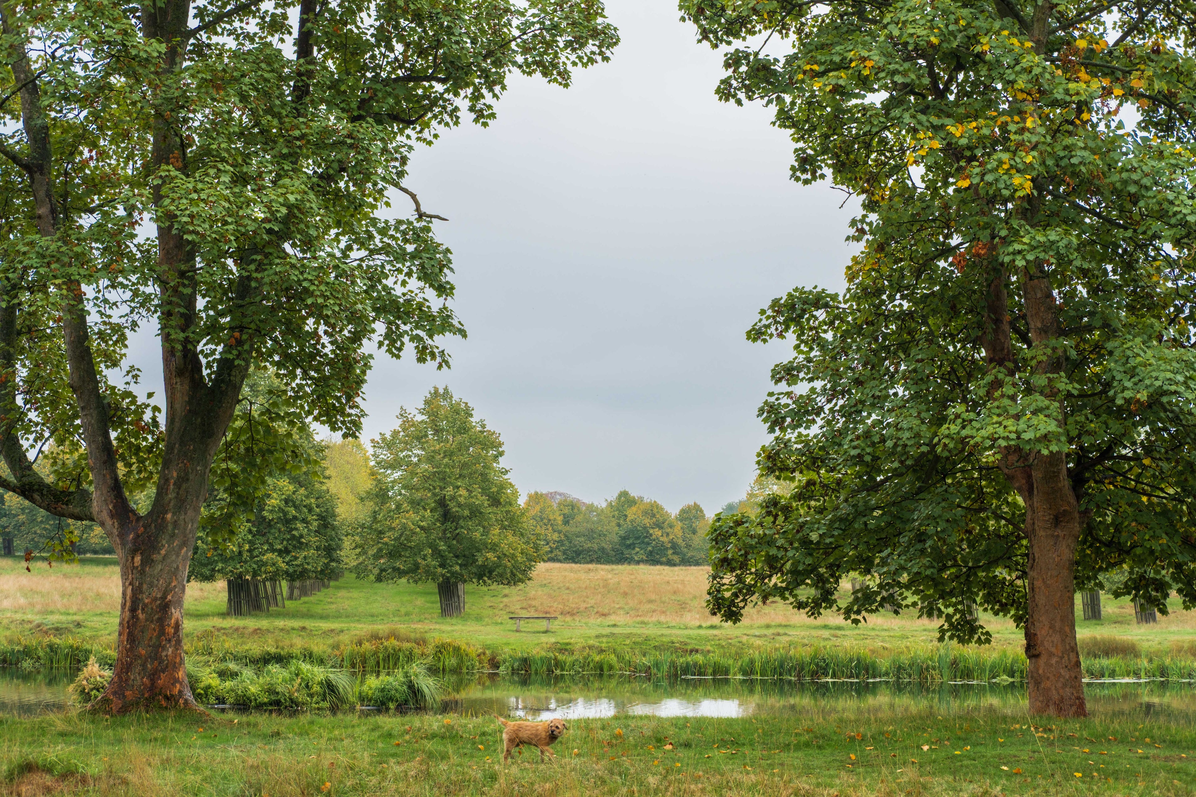 Lush green trees and a pond in a serene landscape