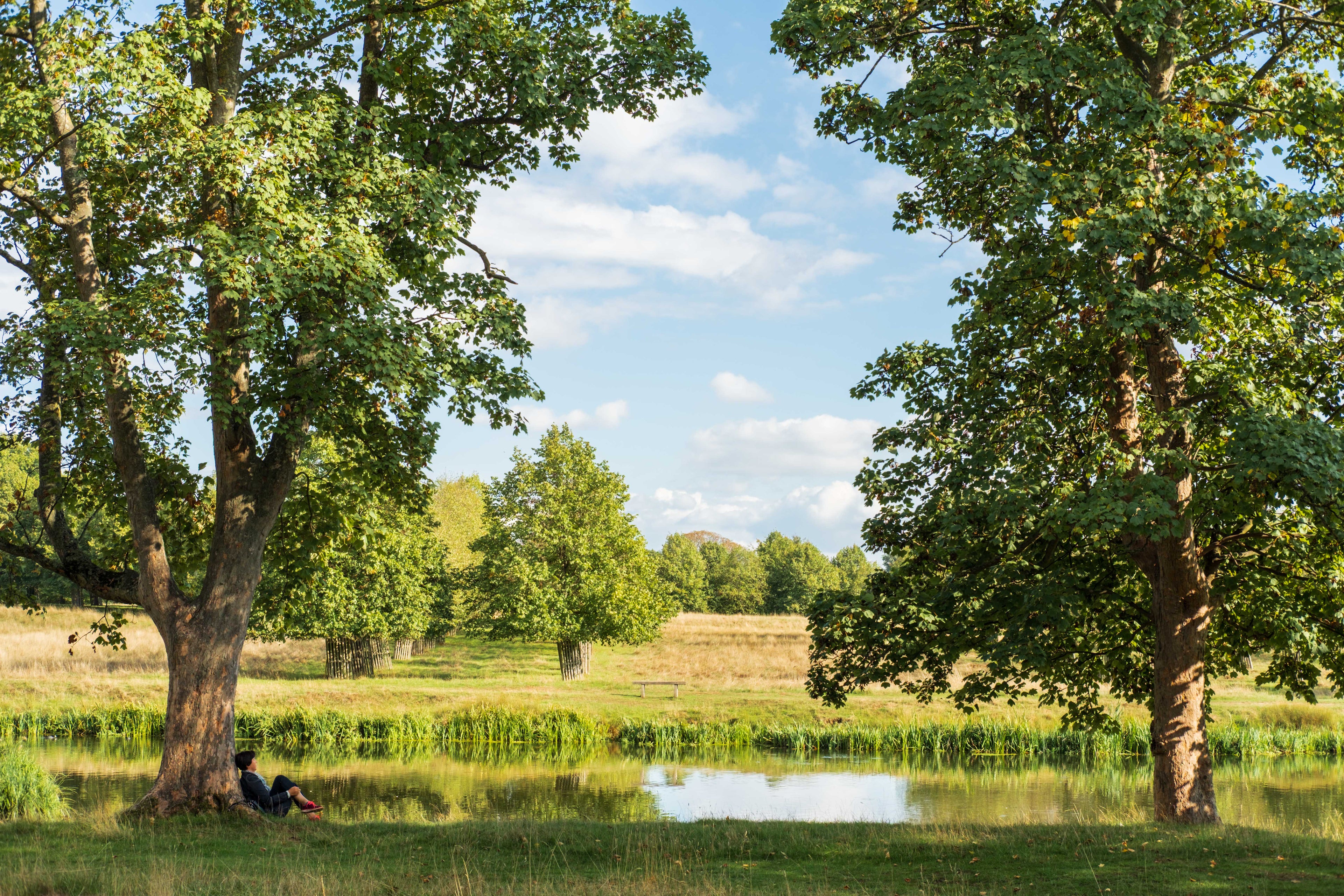 A person sitting by a pond surrounded by trees on a sunny day.