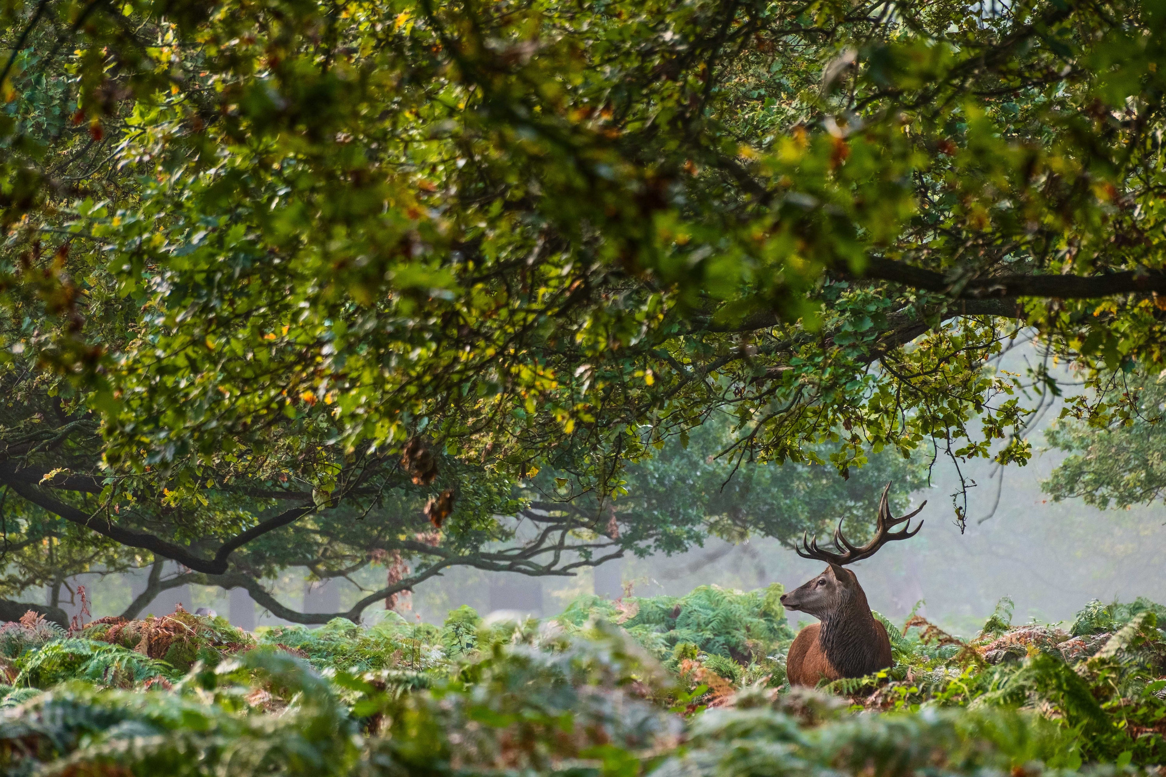 Deer in a forest with foggy background