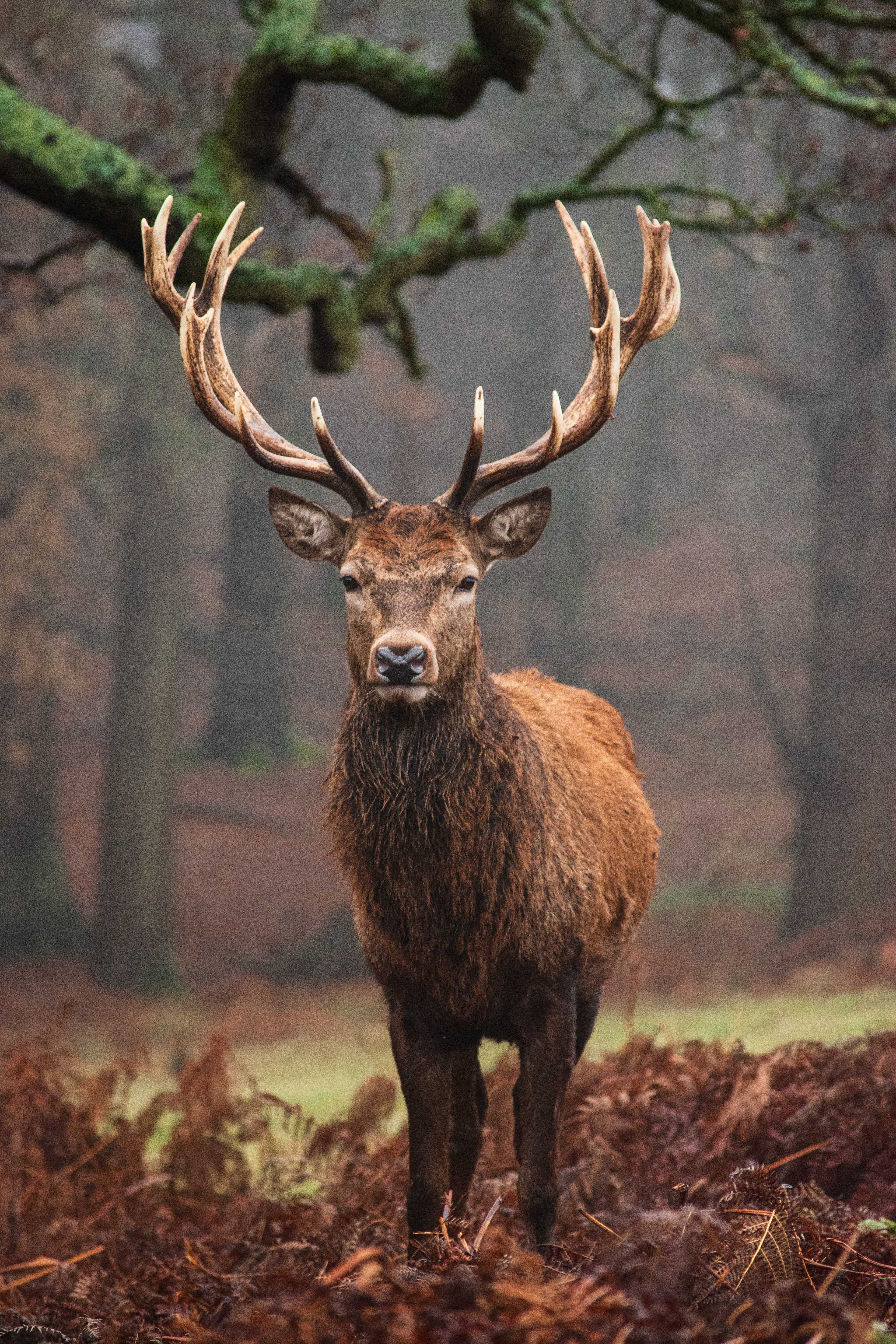 Deer with large antlers standing in a forest setting