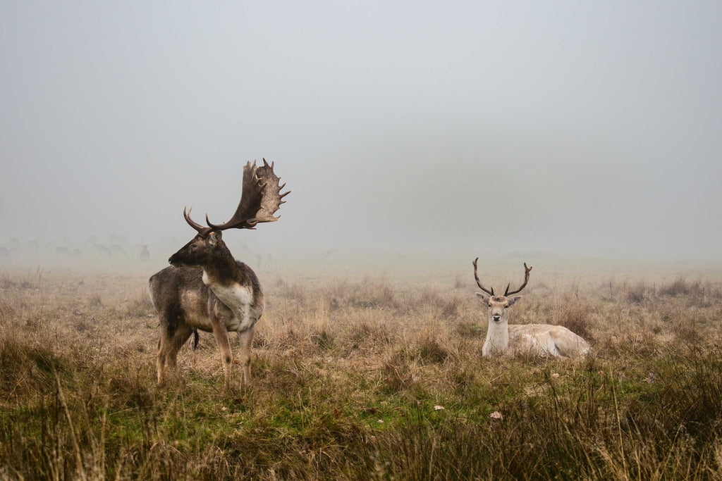 Two deer standing in a misty field with one deer having large antlers.