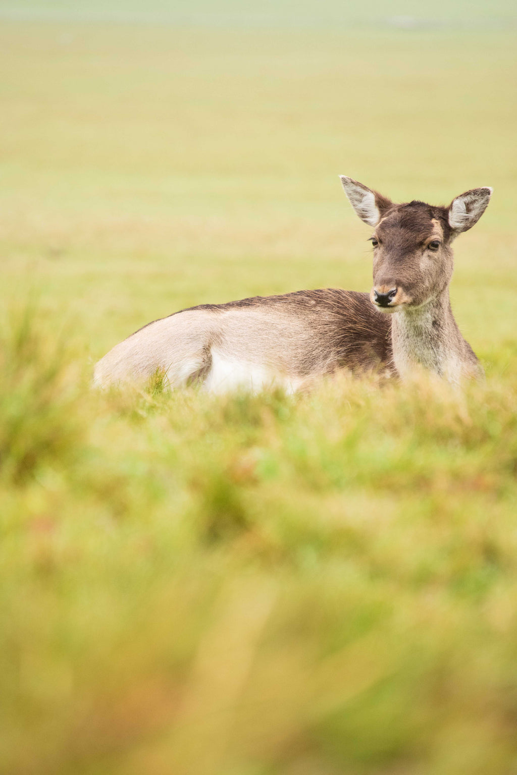 A female fallow deer lying in the grass, wide, open grassy area in the fore-and background.