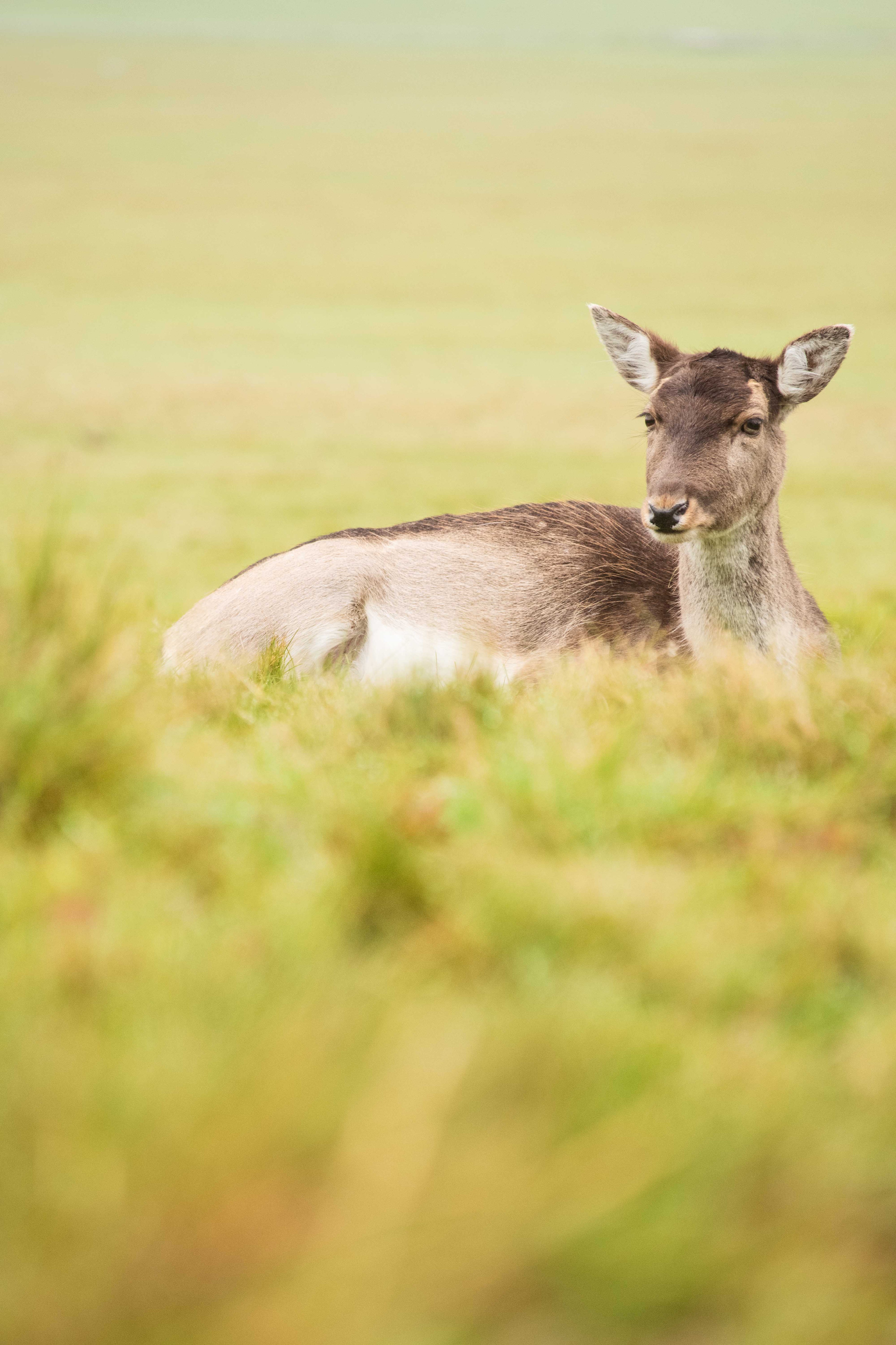 A female fallow deer lying in the grass, wide, open grassy area in the fore-and background.