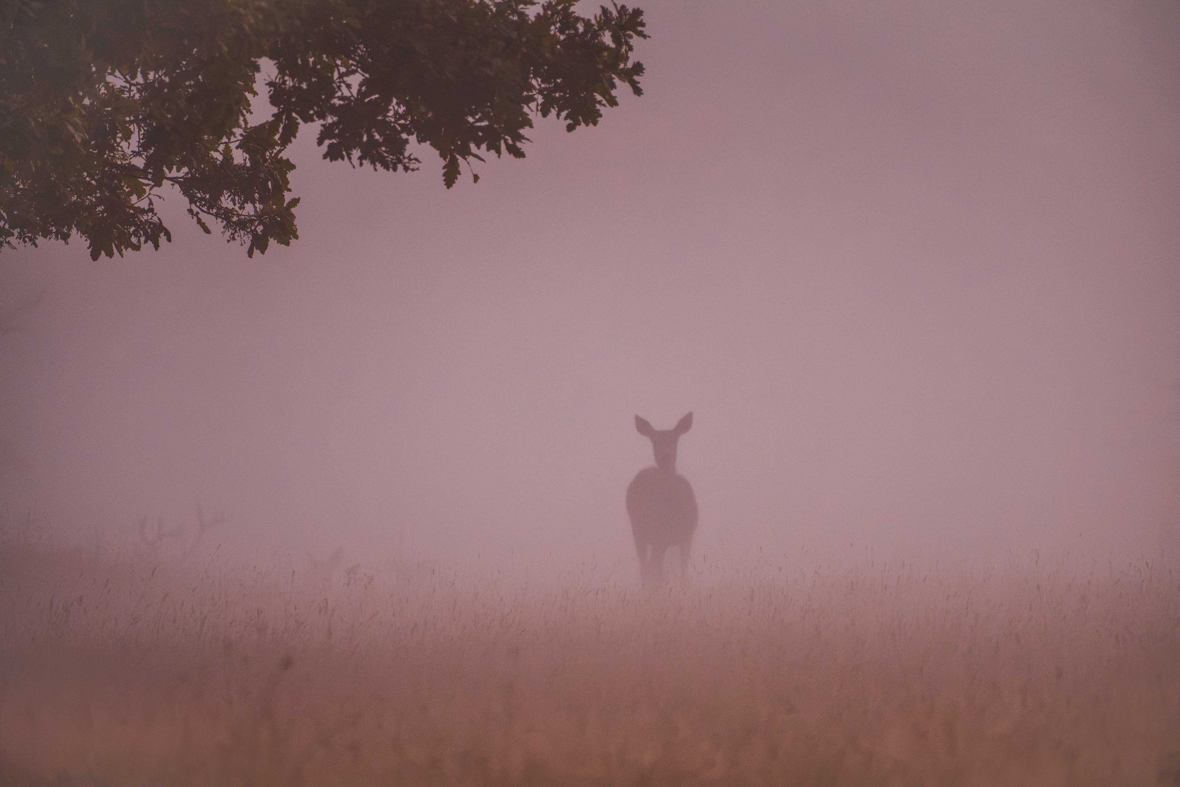 Misty Sunrise