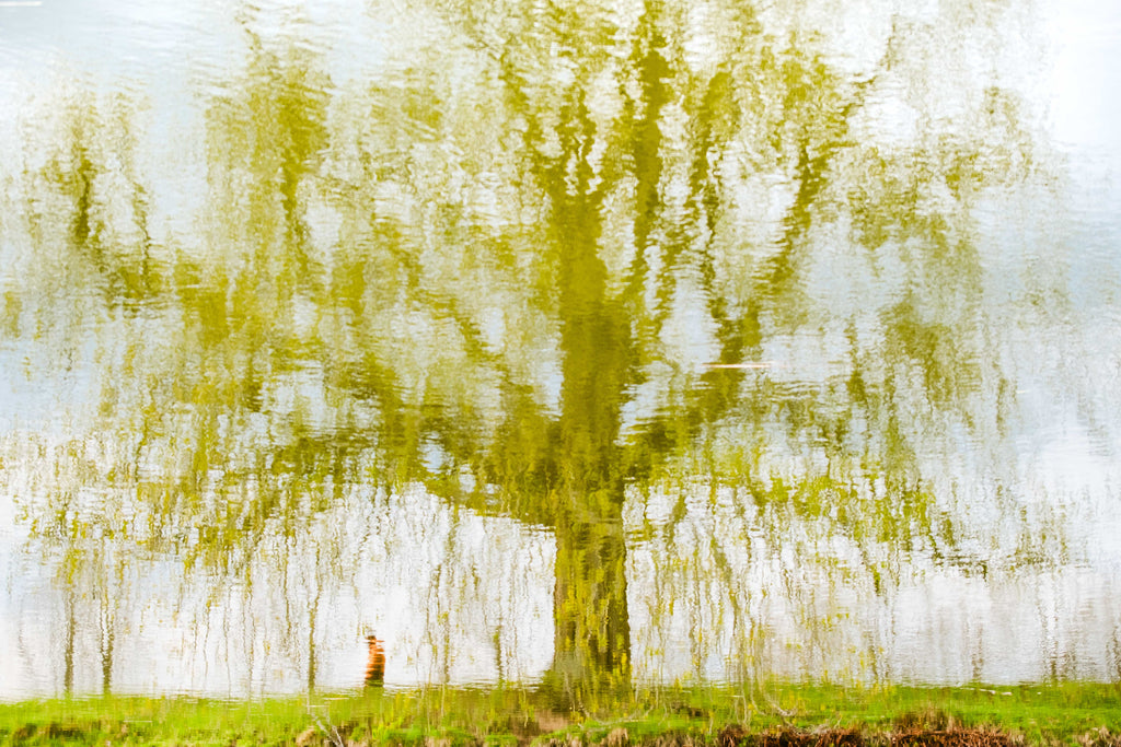 Reflective water picturing a large tree and a person walking under it. Warm tones.