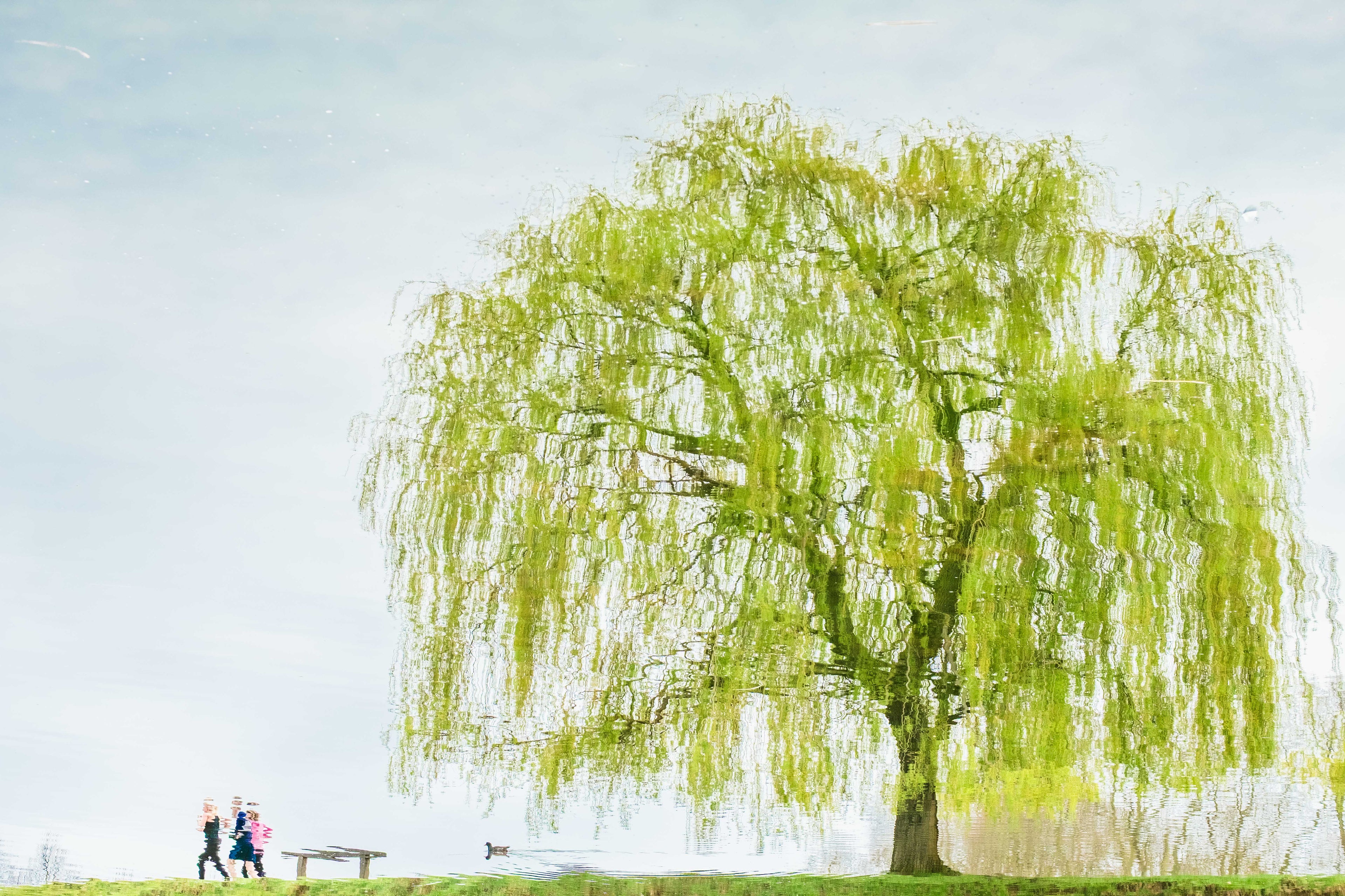 Reflection of a tree in water with people in the background