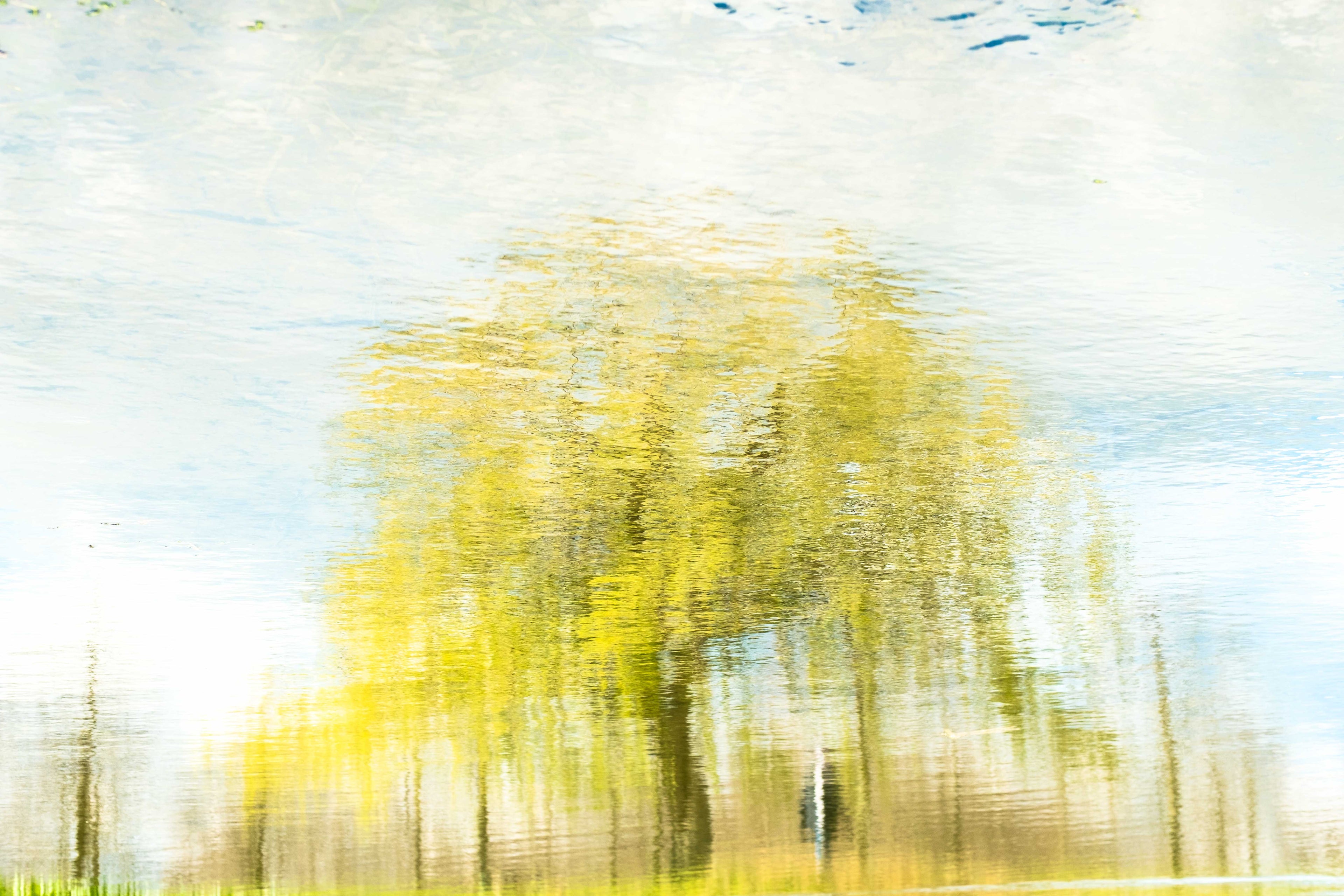 Abstract reflection of trees on water with yellow and green hues, a person walking in the foreground.