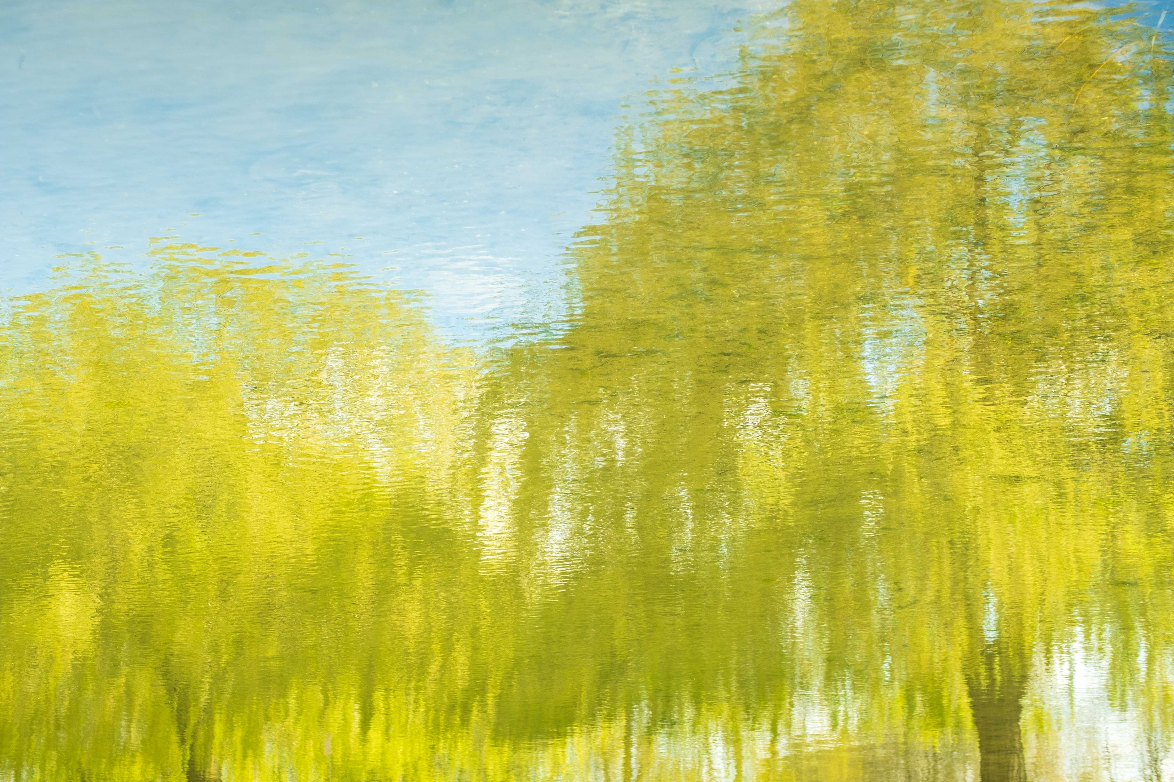 Reflection of autumnal yellow-green trees on a calm body of water.