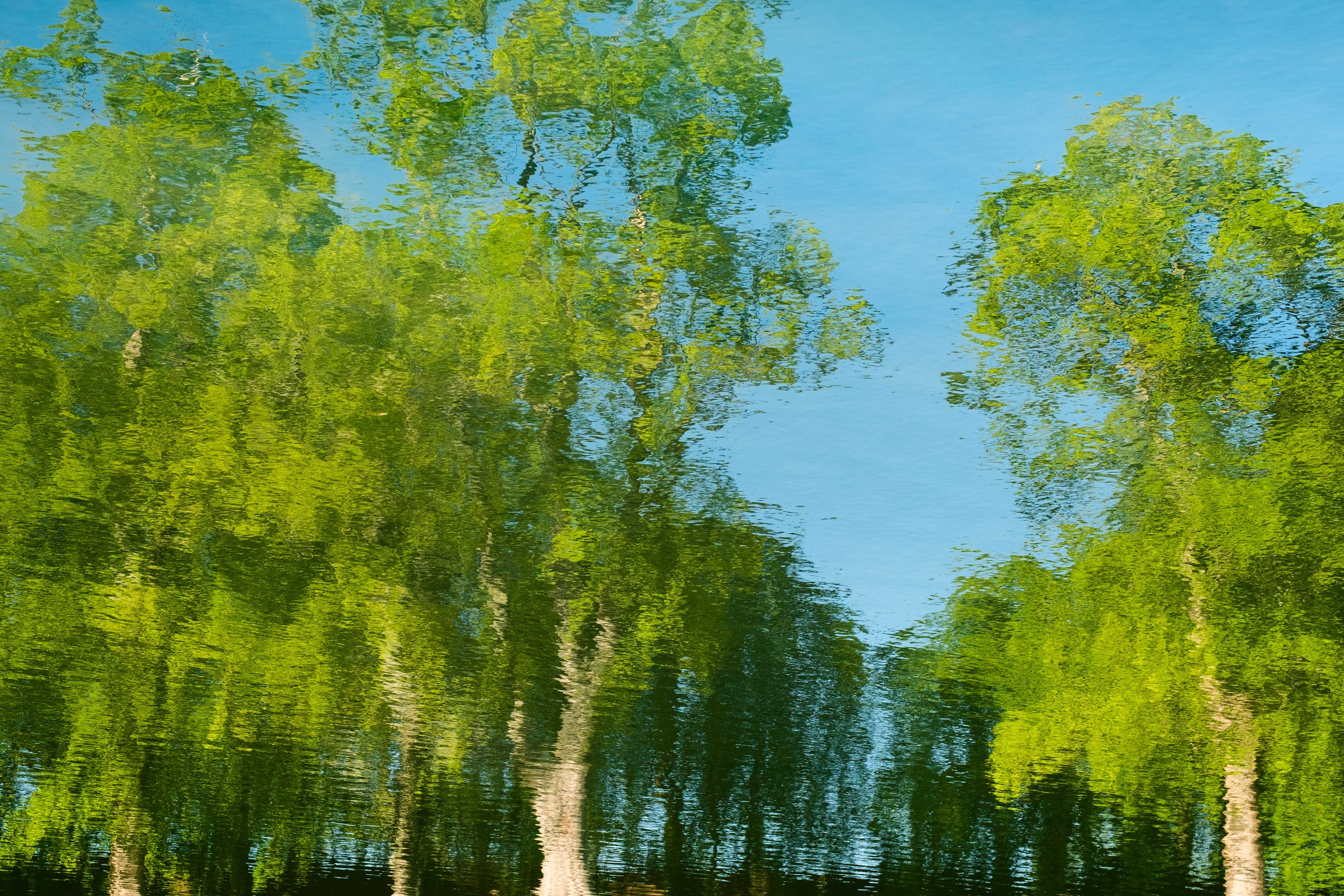 Reflections of trees in a calm body of water