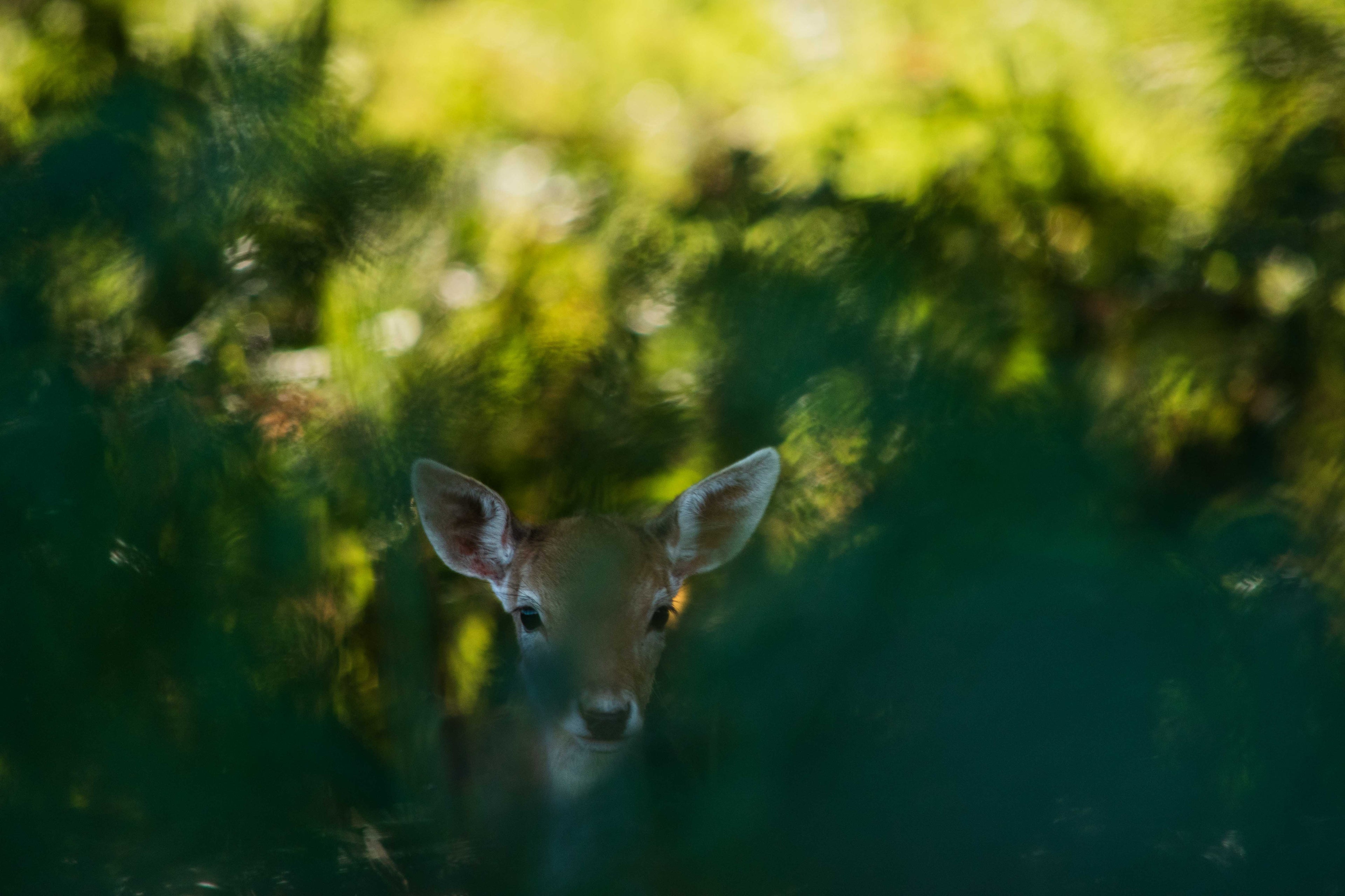 Deer peeking through green foliage in a forest