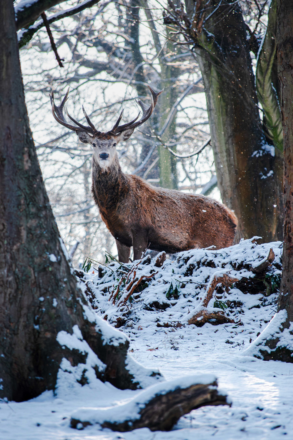 Deer with antlers in a snowy forest