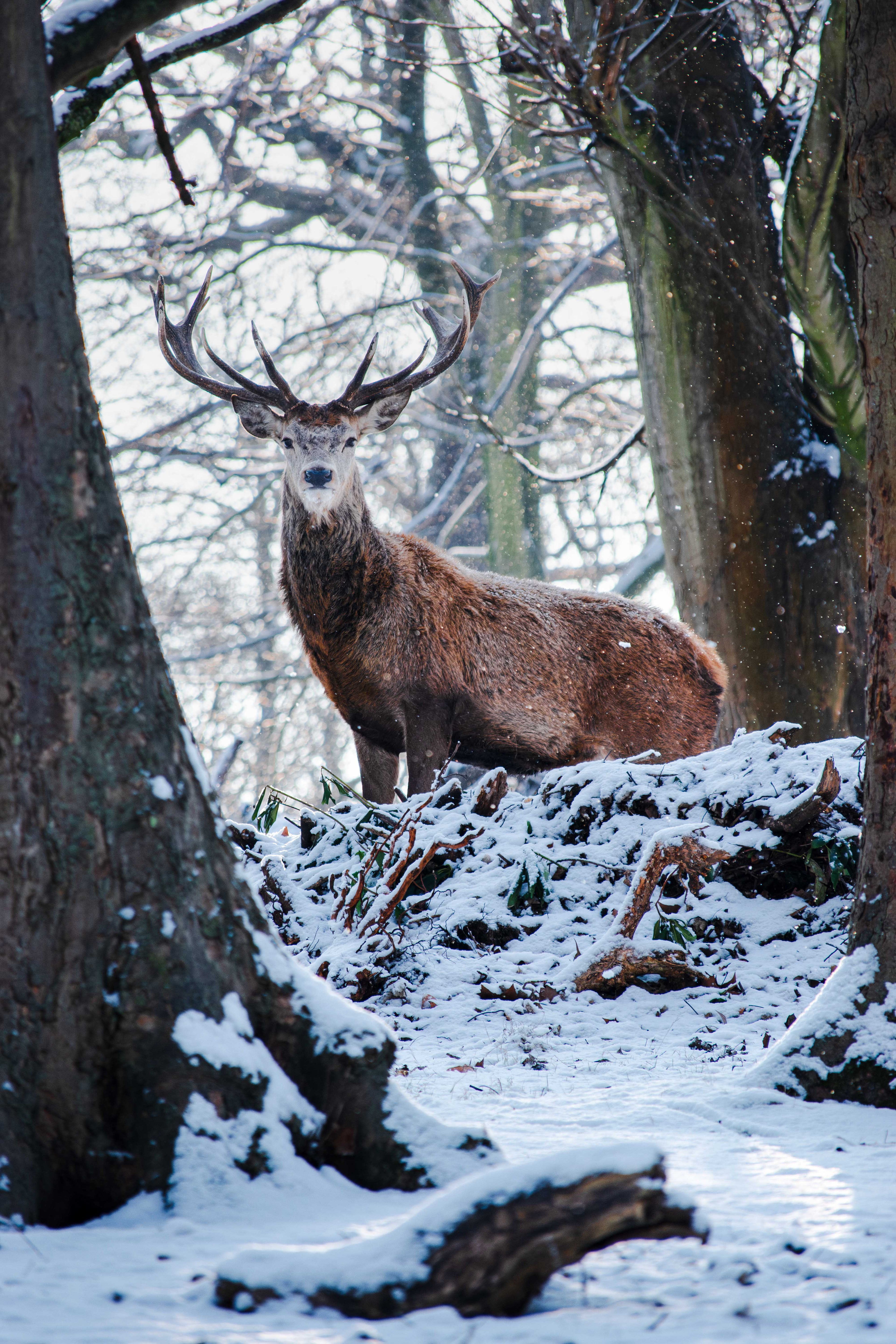 Deer with antlers in a snowy forest