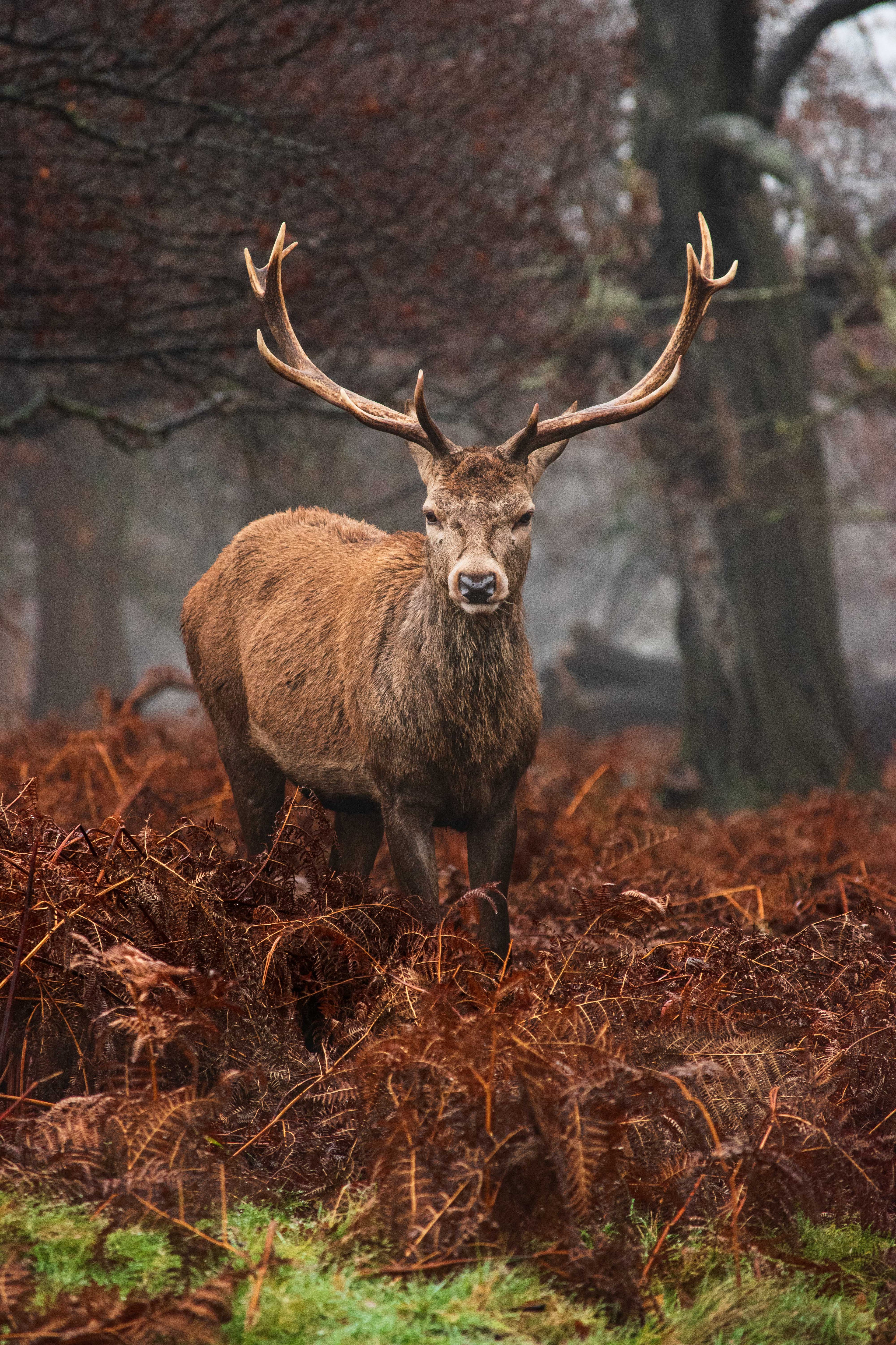 Deer with large antlers in a forest setting