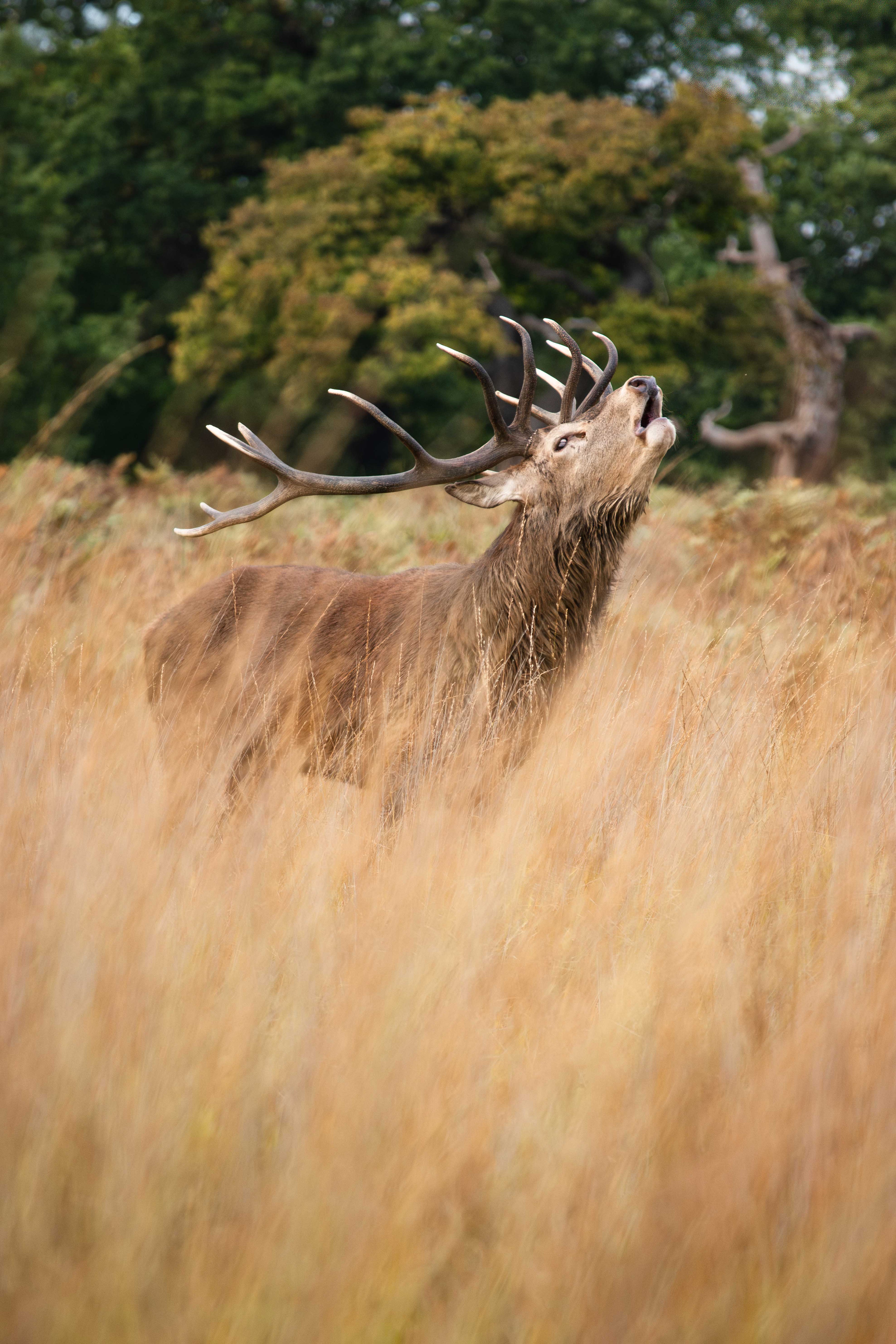Red deer stag with large antlers standing in autumnal tall grass.