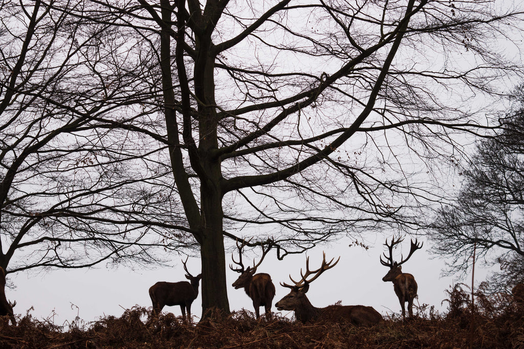 Silhouettes of deer against a tree in a forest setting