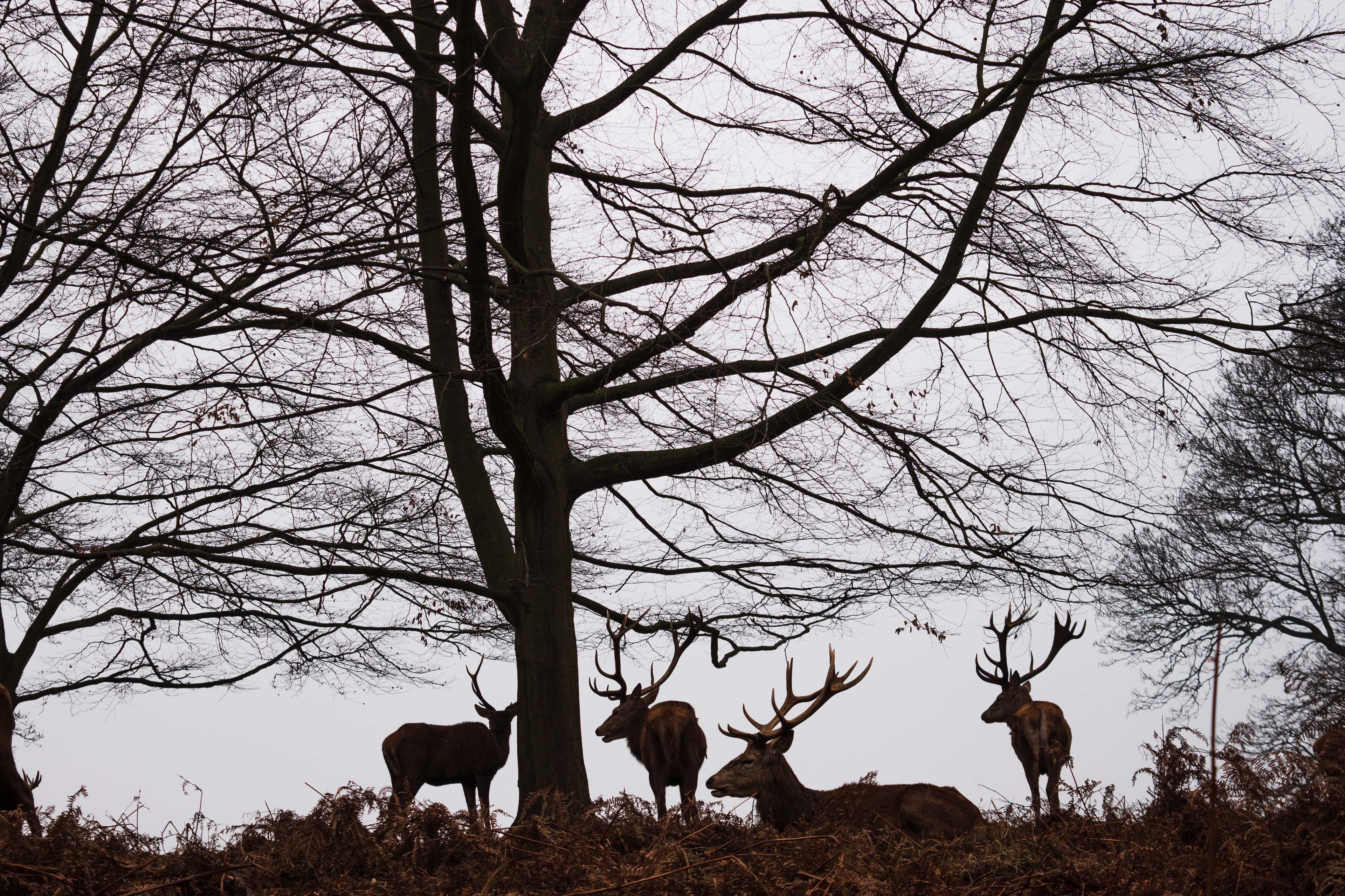 Silhouettes of deer against a tree in a forest setting